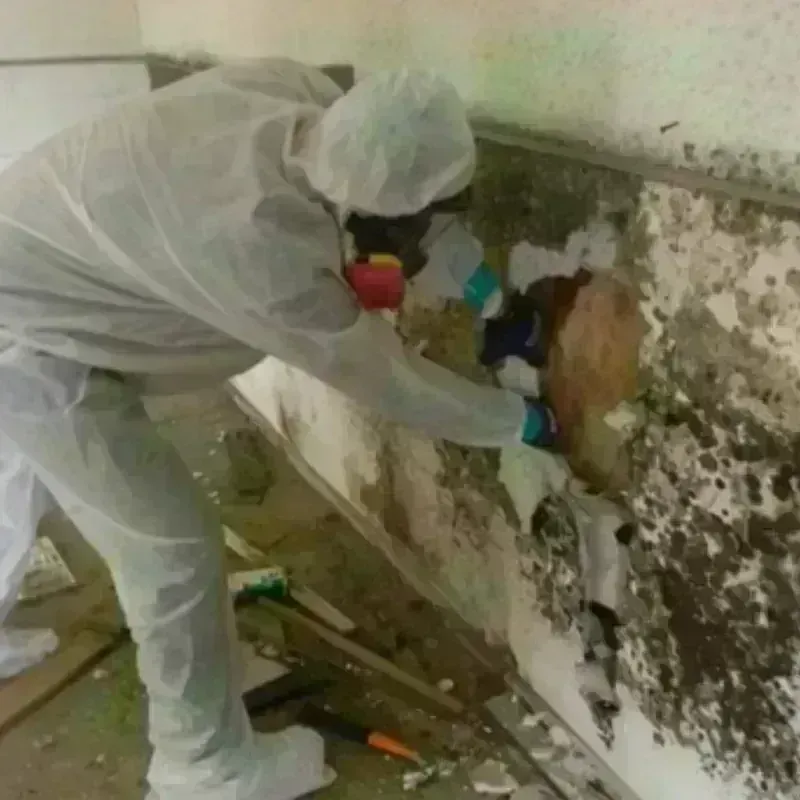 Mold Remediation and Removal in Guttenberg, IA